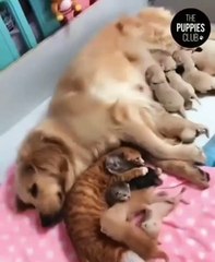 Adorable Baby Dogs 🐶