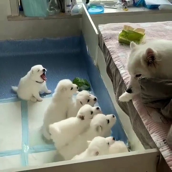 cute baby dogs  9
