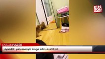 Aynadaki yansımasıyla kavga eden sinirli kedi