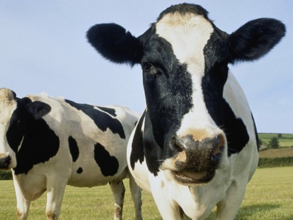 China: forscher klonen "superkühe"