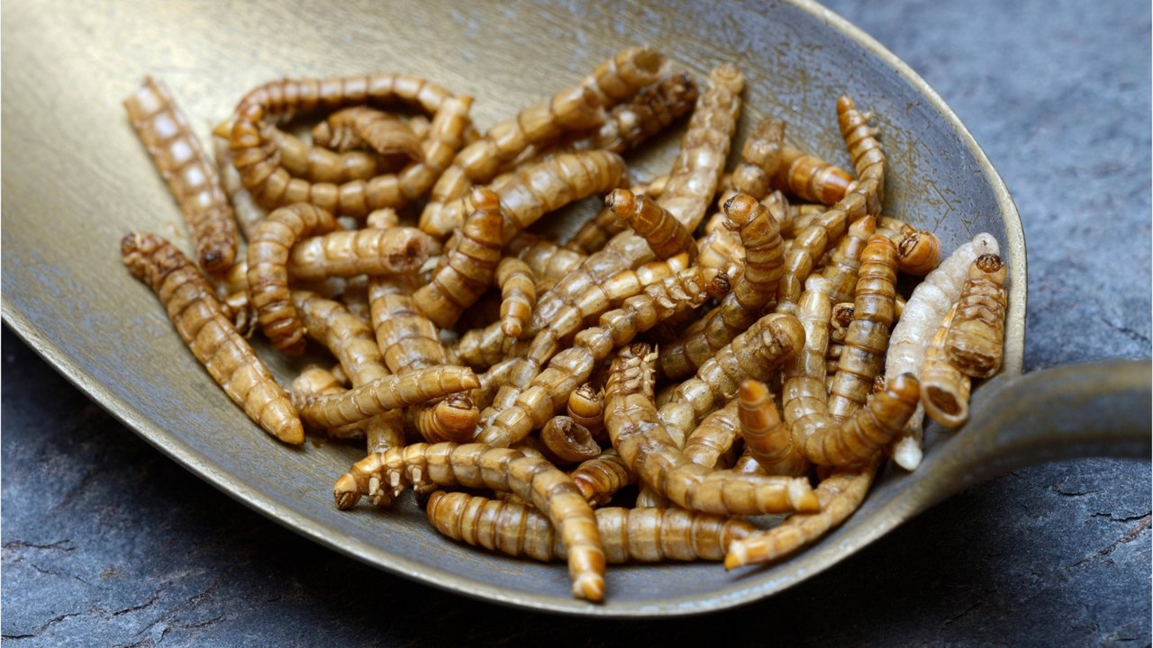 Bedenken vor Zutat: Dürfen Insekten einfach untergemischt werden?