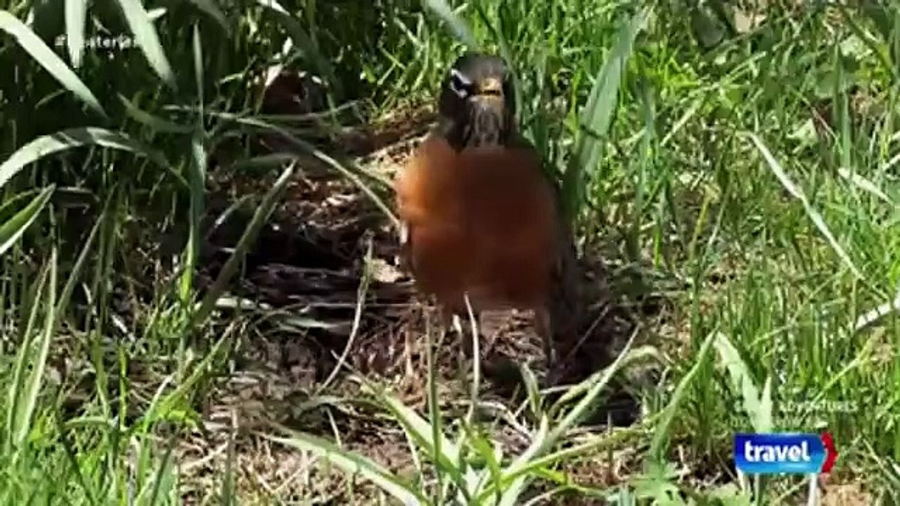 Mysteries at the Museum - Se9 - Ep02 HD Watch