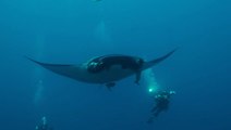Moment six-metre-long manta ray comes face-to-face with scuba divers