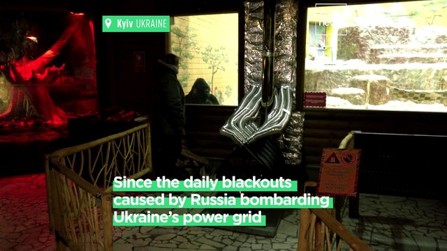 Ukraine war: Kyiv zookeepers are lighting fires to keep their animals warm
