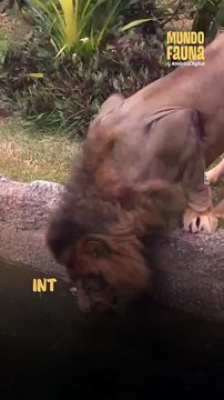 Helados para refrescarse: estos tiernos habitantes de un zoo disfrutan de deliciosos manjares en medio del calor