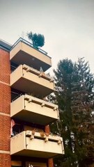 Jeter un sapin du balcon #WIN