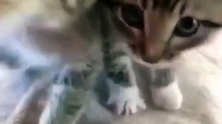 Cutest Cats And Kittens Of Tiktok Compilation