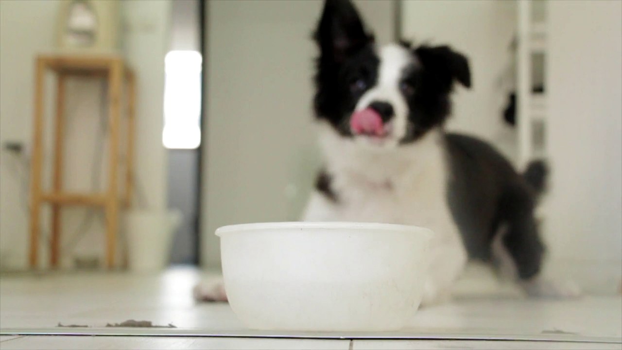 Dog video