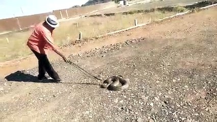 People scared of python sunbathing in the field