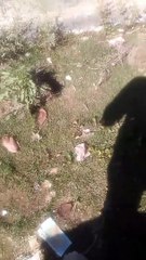 गार्डन की जगह में बजबजा रही गंदगी