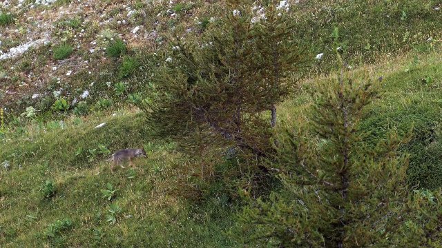 Marche Avec Les Loups | Bande Annonce Officielle HD | Gebeka Films