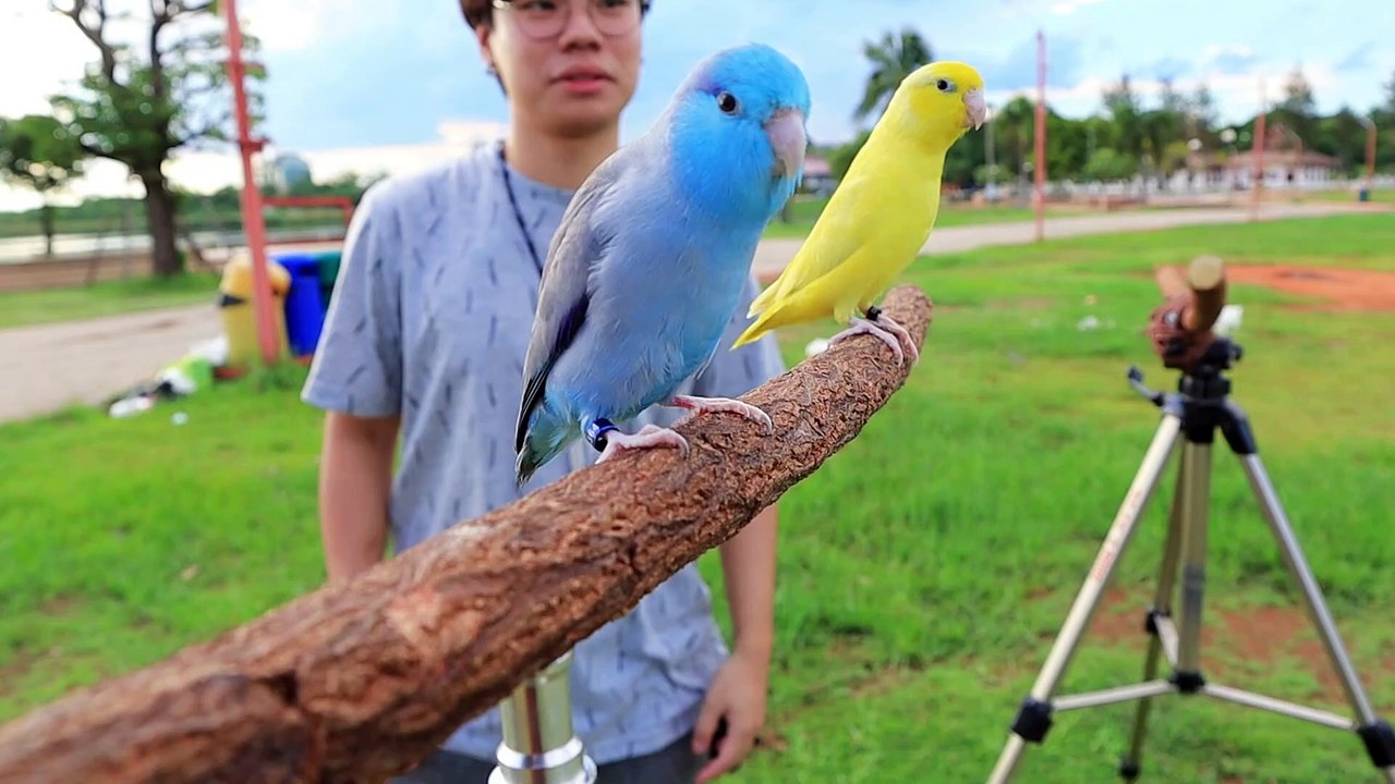 Parrotlets making love.....