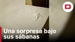El vídeo viral de un español en Costa Rica que descubre una sorpresa bajo sus sábanas