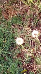 Domingo. Tacuarembó, Uruguay (22/01/2023)