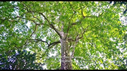 PSYCHOMAGIE, UN ART POUR GUÉRIR de Alejandro Jodorowsky - Bande-Annonce (2019, VOSTFR)