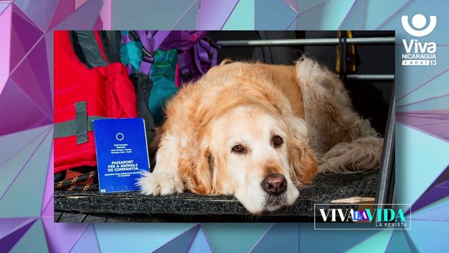 Requisitos para tramitar el pasaporte de tus mascotas