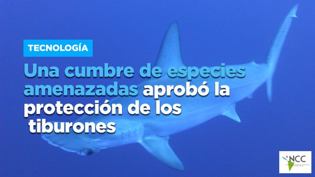 Una cumbre de especies amenazadas aprobó la protección de los tiburones