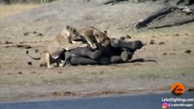 Baby Elephant Tries Fighting Lions