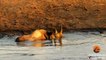 3 Lions Attack Black Rhino That's Stuck in Mud