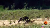 Buffalo Launches Lion into Air to Save Lizard