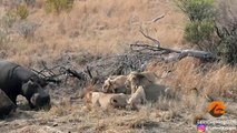 Hungry Hippo Wants to Eat with Lions