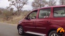 Kudu Jumps Over A Car To Escape From A Lion - 16 September 2013 - Latest Sightings