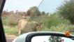 Kruger Park's Largest Lion Pride Ever Walking in Road
