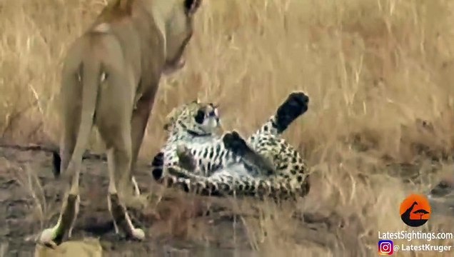 Leopard Tries to Escape Pride of Lions