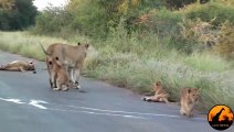 Lion Cub Madness - The Cutest Sighting Ever! - Latest Wildlife Sightings