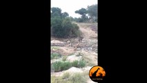 Lion Pride Kill Giraffe in Riverbed - Latest Wildlife Sightings