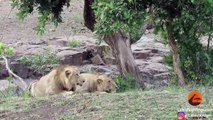 Lions Chase Buffaloes Into Tourist's Car