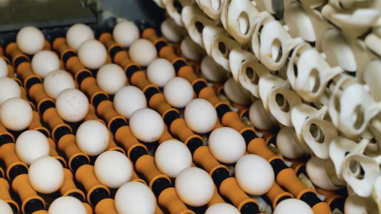 Are Eggs Dairy? video Dailymotion