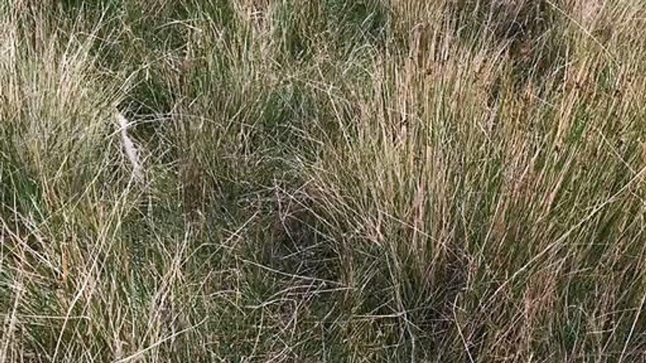 llamas atacadas abra pampa