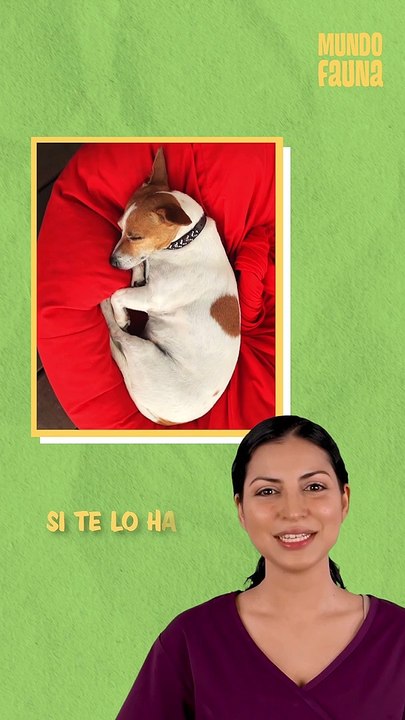 Mi perro duerme mucho, ¿es normal?