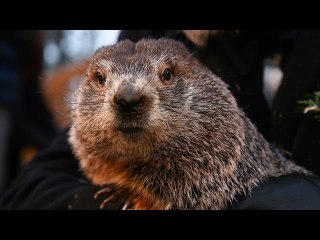 When is Groundhog Day 2023 What to know about the annual winter tradition