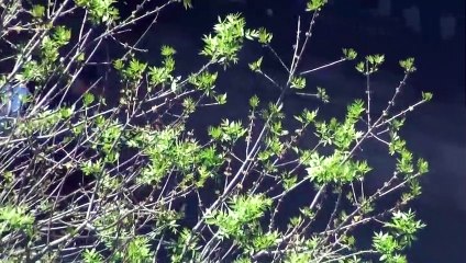 Caos de tránsito | movie | 2018 | Official Trailer