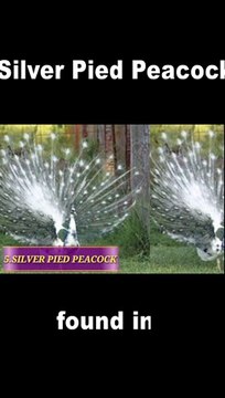 Silver Pied peacock #shorts #youtubeshorts