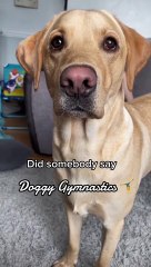 Cooper the Pup Does Gymnastics When he Gets Excited