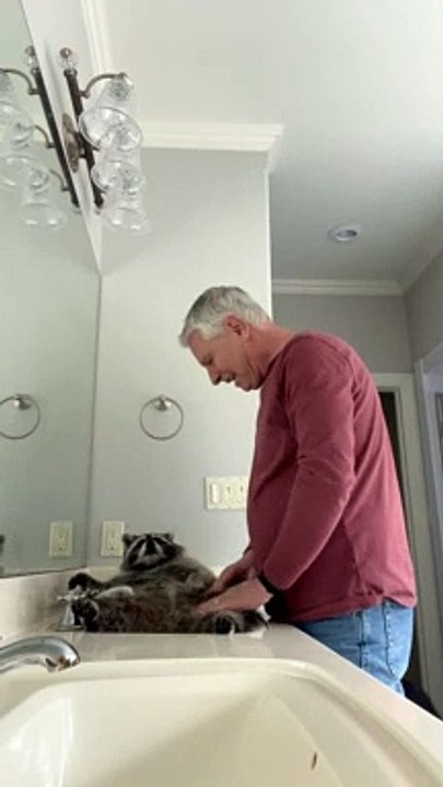 Pampered Raccoon Gets a Massage from Dad