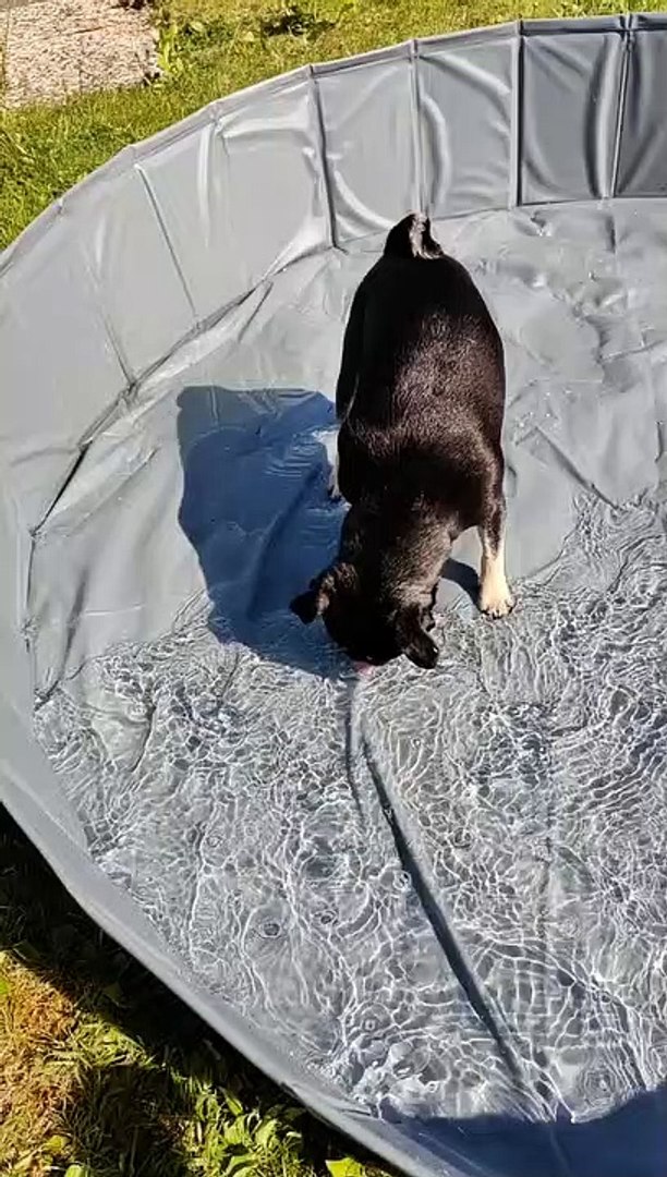⁣Funny animals! funny animals short video