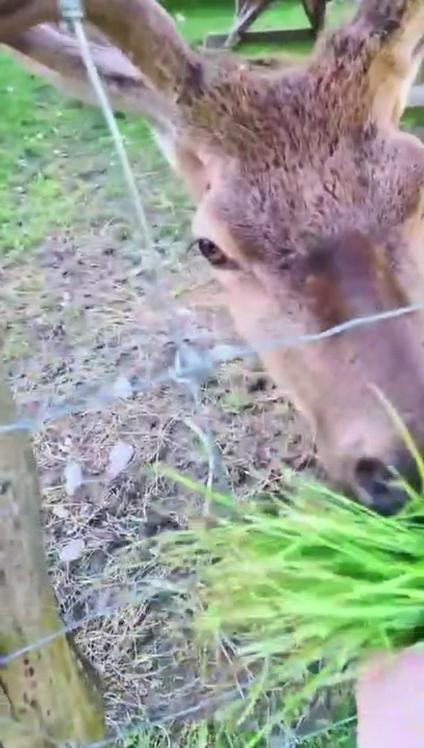 ⁣Funny animals! funny animals short video