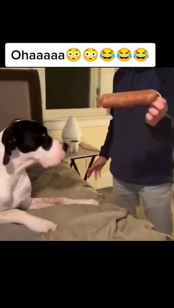 Funny animals! funny animals short video