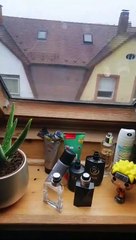 Funny animals! funny animals short video