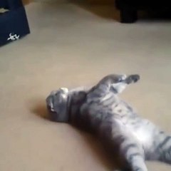 The funny lazy cat at home