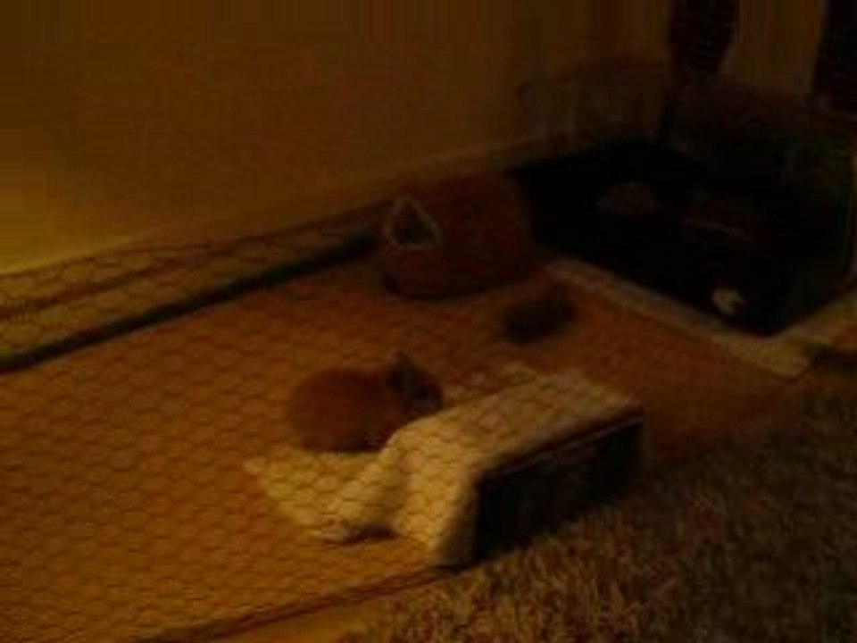 Lapin fou