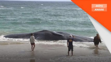 Ancaman Plastik | Bangkai ikan paus terdampar, perut penuh plastik dan pukat