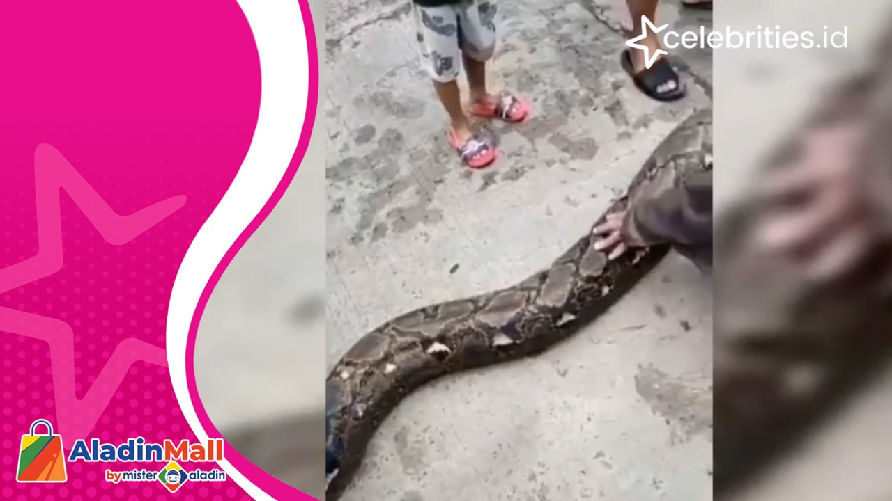 Bikin Heboh, Detik- Detik Evakuasi Ular Sanca Raksasa di Rumah Warga