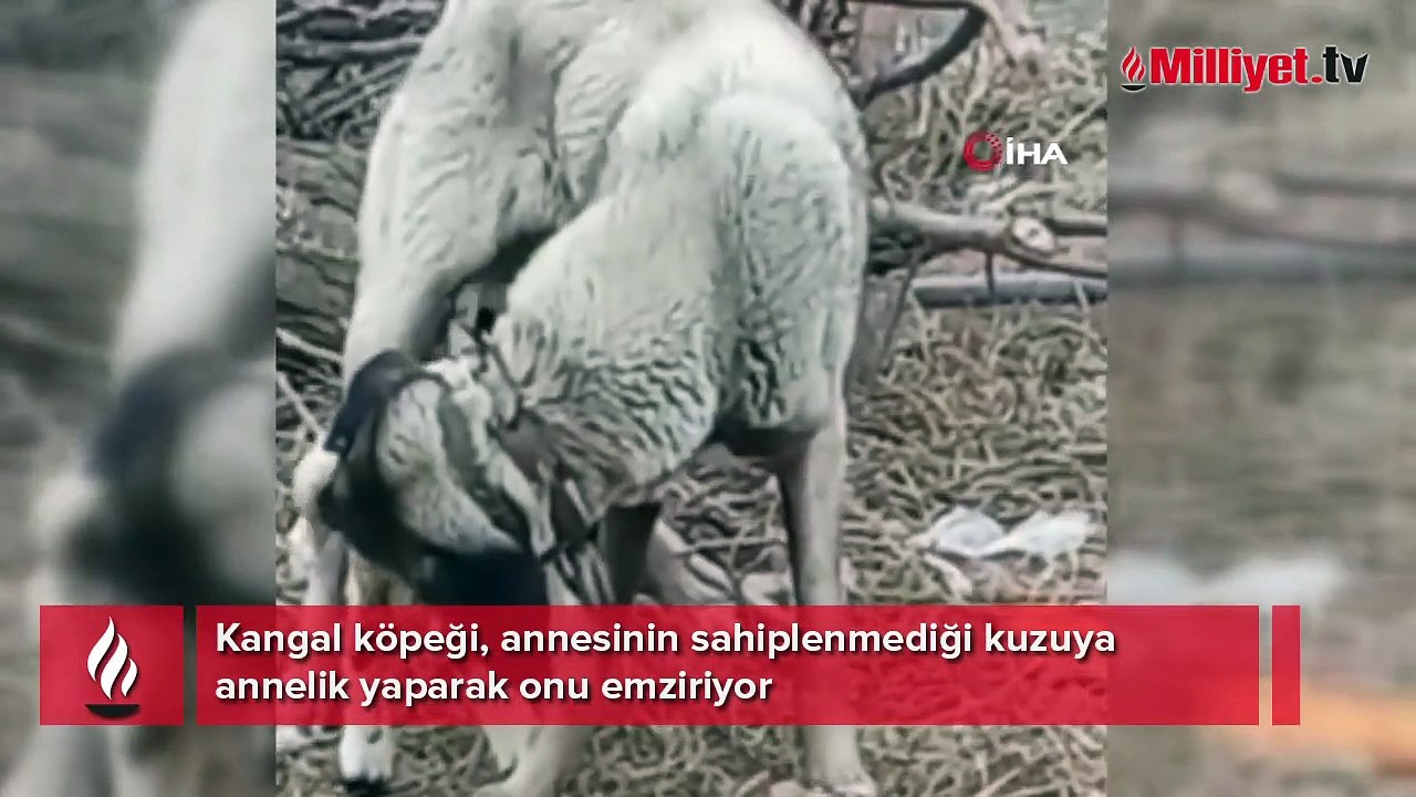 Kangal köpeği kuzunun süt annesi oldu