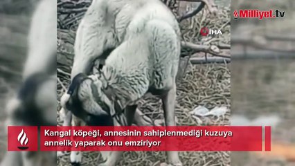 Kangal köpeği kuzunun süt annesi oldu