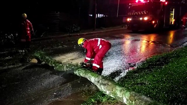 Árvore de médio porte cai e interdita Rua Jacarezinho próximo ao zoo